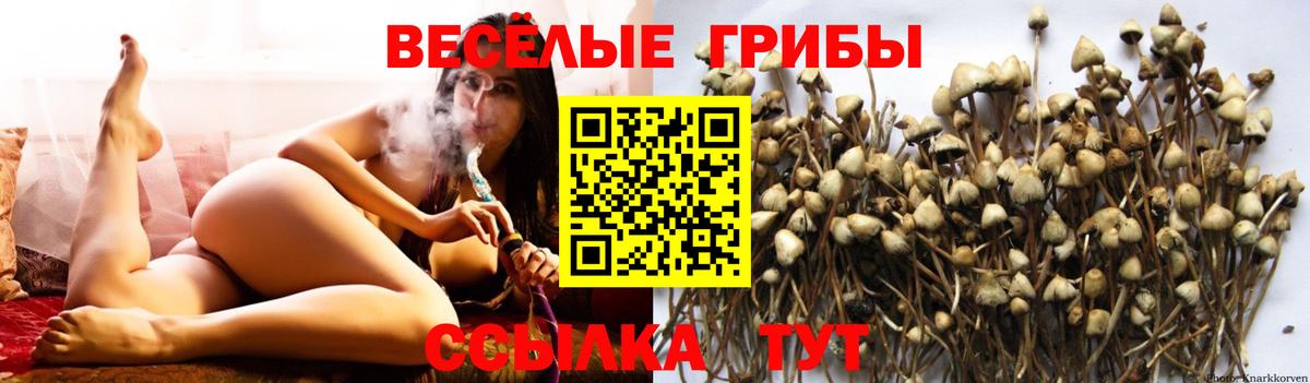 Галлюциногенные грибы Magic Shrooms  Вход с VPN  Псилоцибиновые грибы GOLDEN TEACHER  Чехов 